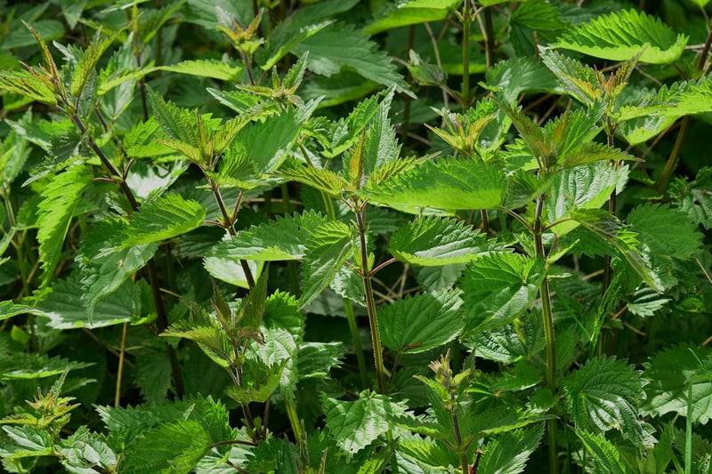 Herb Paradise