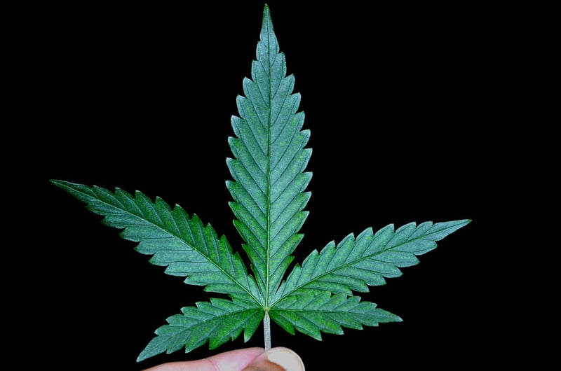 Witch's Weeds