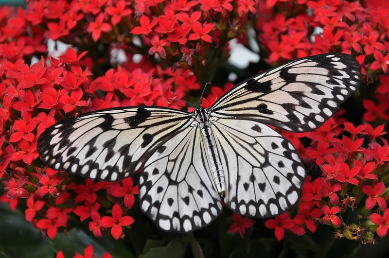 Butterfly in Garden