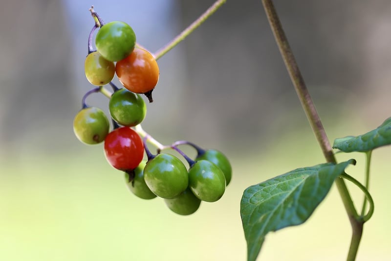 Black Nightshade